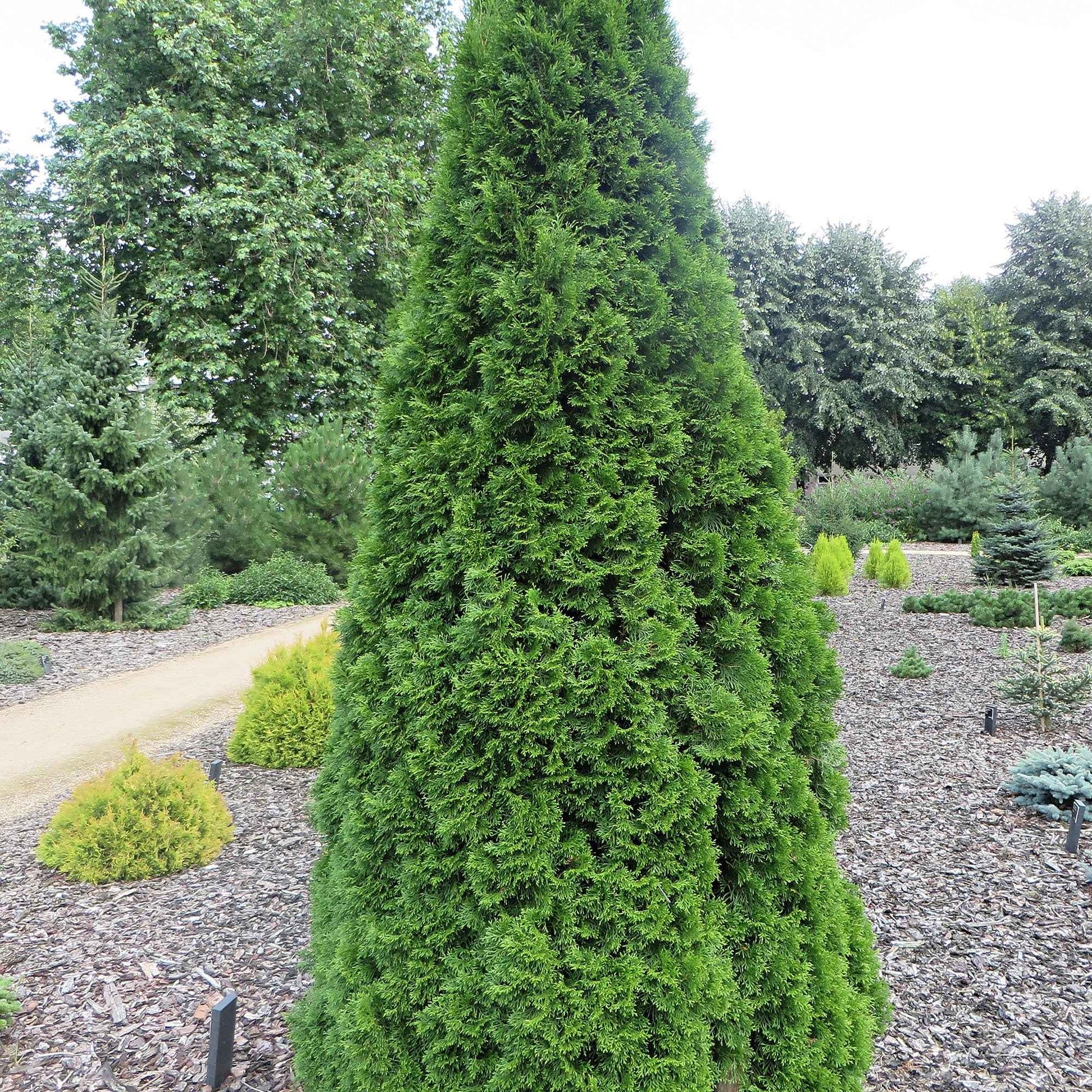 3 Westerse levensboom Thuja 'Smaragd' - Winterhard - Tuinplanten