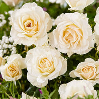 Grootbloemige roos Rosa 'True Love' wit  - Winterhard - Geurende rozen