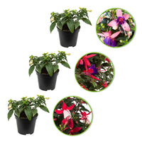 3x Fuchsia 'Evita' + 'Mariska' + 'Sacha' paars-roze-wit - Bloeiende tuinplanten