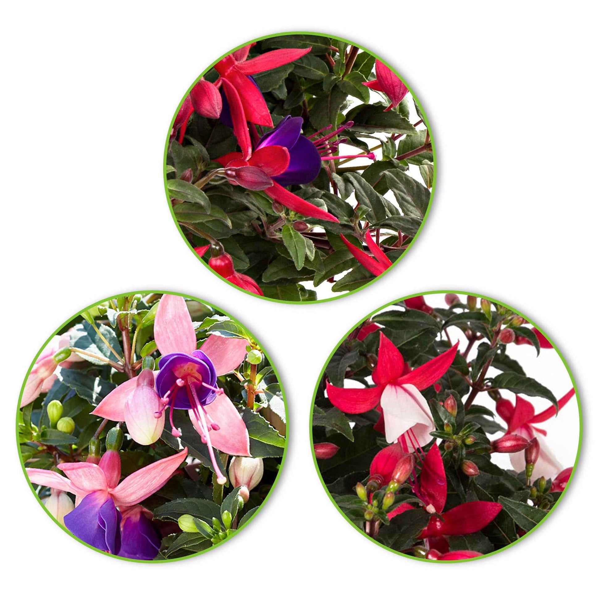 3x Fuchsia 'Evita' + 'Mariska' + 'Sacha' paars-roze-wit - Terras- en balkonplanten