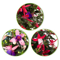 3x Fuchsia 'Evita' + 'Mariska' + 'Sacha' paars-roze-wit - Plant eigenschap