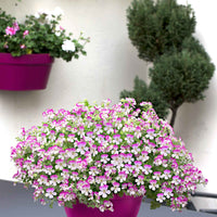 3x Geranium Pelargonium 'Mosquitaway Louise' wit-roze - Plant eigenschap