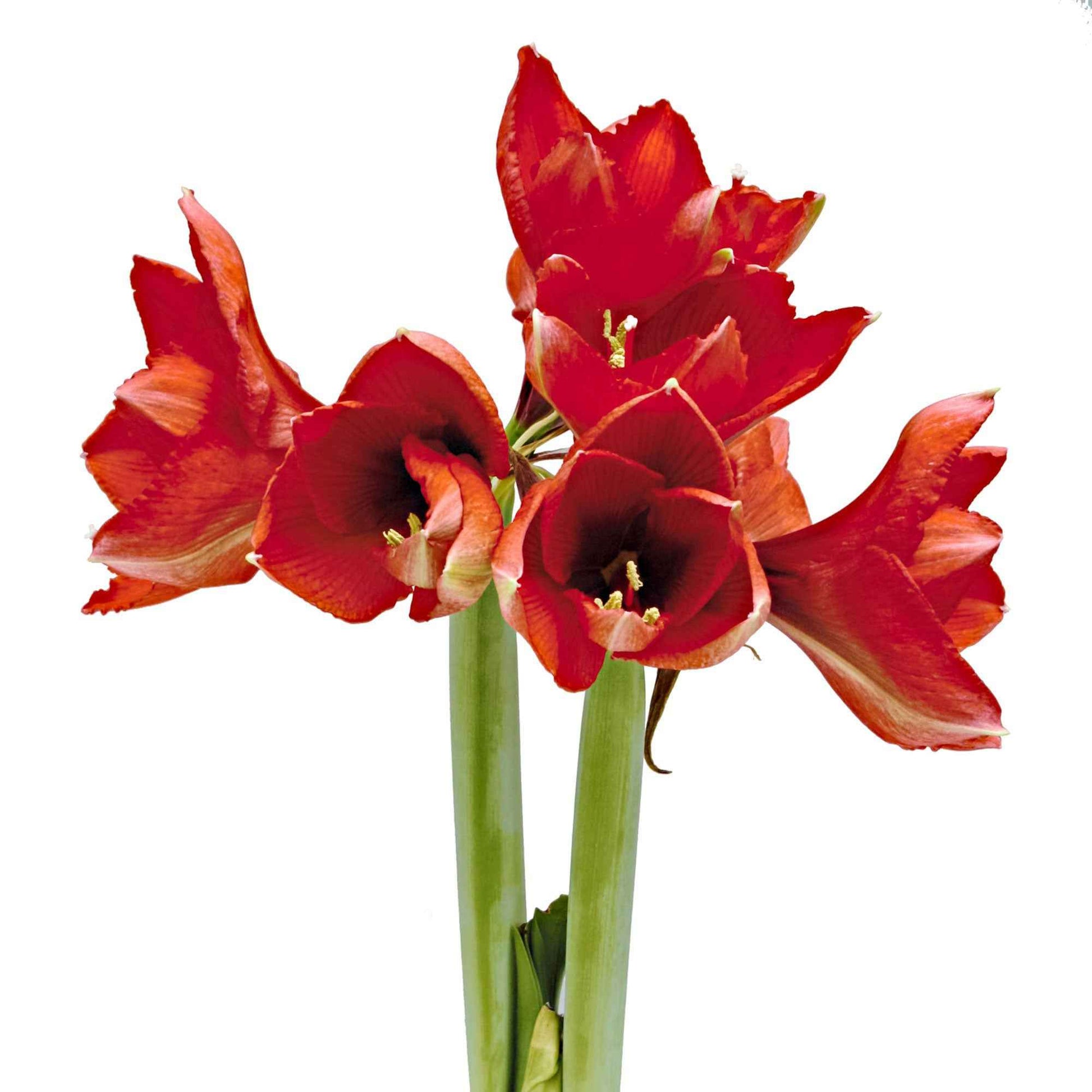 Wax Amaryllis 'Parfumz' kersen - Alle populaire bloembollen