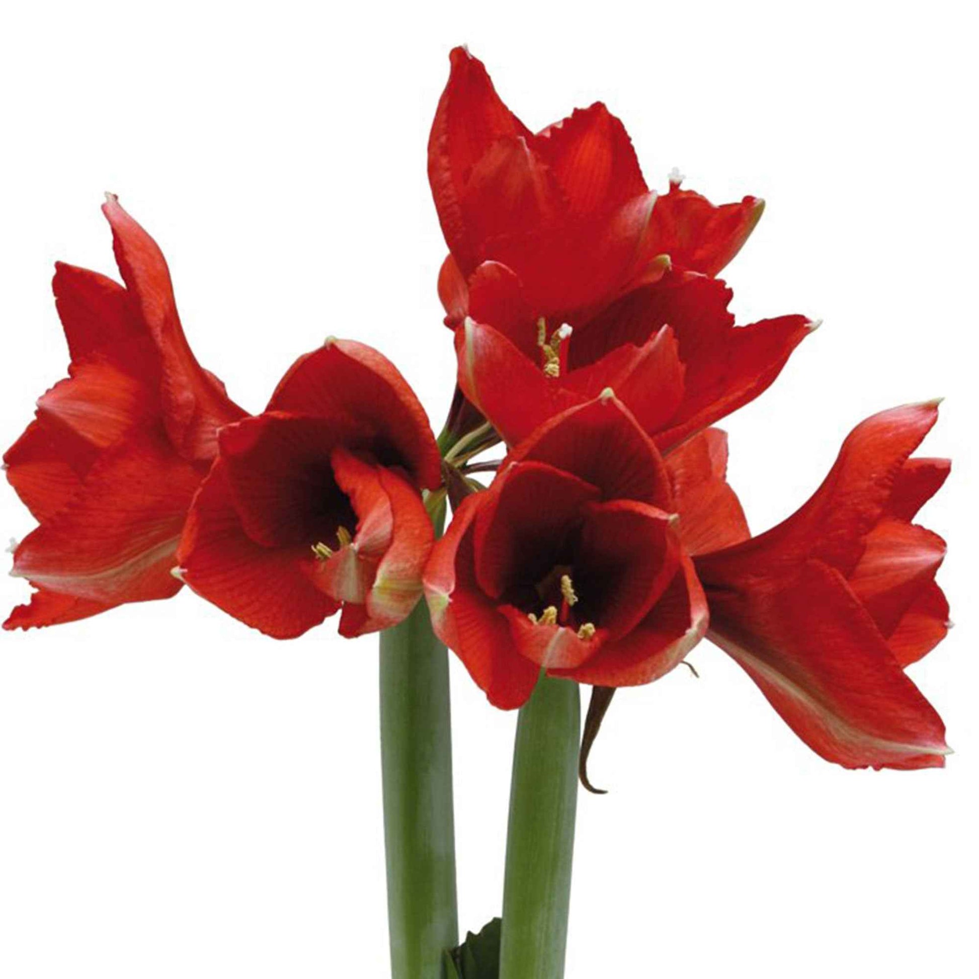 Amaryllis 'Wonderful X-mas' Rood - Alle populaire bloembollen