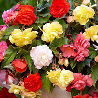 5x Begonia - Mix 'Daydreaming' - Alle bloembollen