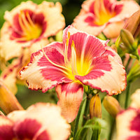 3x Hemerocallis 'Pink Sensation' zalm-geel - Bare rooted - Winterhard - Alle vaste tuinplanten