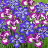 3x Siberische iris - Mix 'Star' - Bare rooted - Winterhard - Bloeiende tuinplanten
