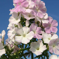 3x Vlambloem Phlox 'Cool Water' roze-wit - Bare rooted - Alle vaste tuinplanten