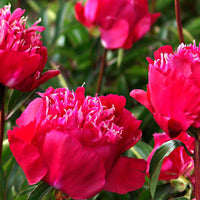 Pioenroos 'Red Spider' roze - Bare rooted - Winterhard - Alle vaste tuinplanten