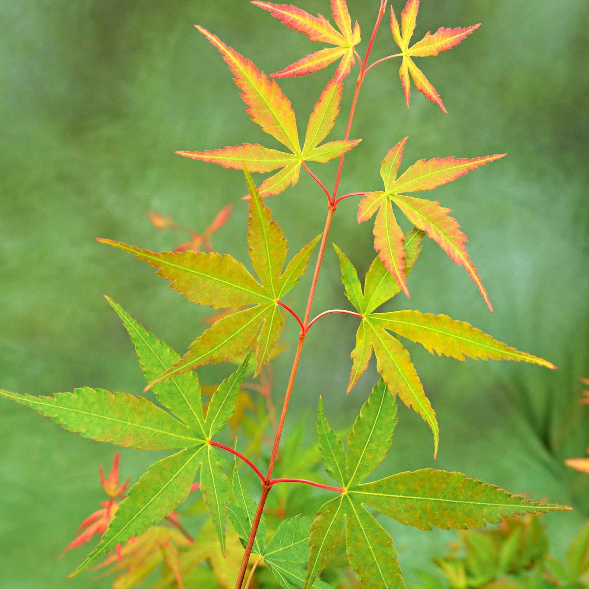 Japanse esdoorn Acer 'Sangokaku' groen-rood - Winterhard - Plant eigenschap