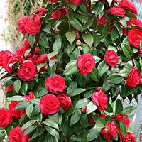 Camelia Camellia japonica 'Black Lace' rood incl. sierpot - Winterhard - Groenblijvende heesters
