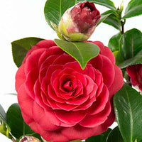 Camelia Camellia japonica 'Black Lace' rood incl. sierpot - Winterhard - Groene oplossingen