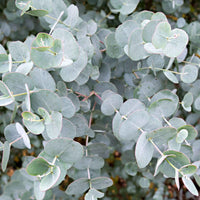 Gomboom Eucalyptus gunnii 'Azura' wit - Winterhard - Tuinplanten