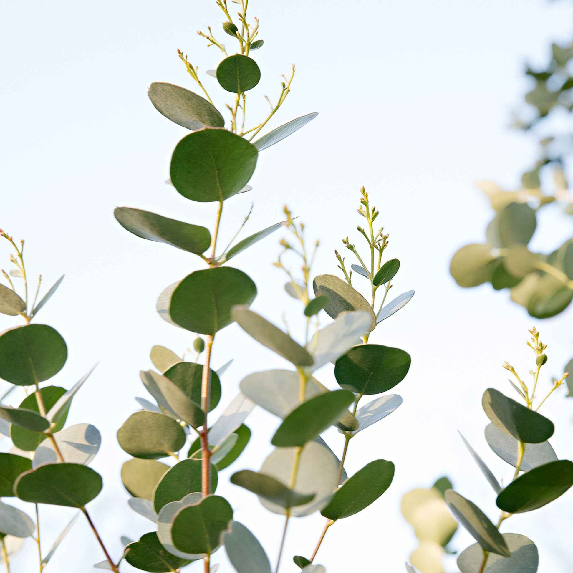 Gomboom Eucalyptus gunnii 'Azura' wit - Winterhard - Winterharde planten