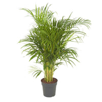 Areca palm Dypsis lutescens XL - 1x leveringshoogte 100-110 cm, potmaat Diameter 21 cm - Alle palmen - undefined