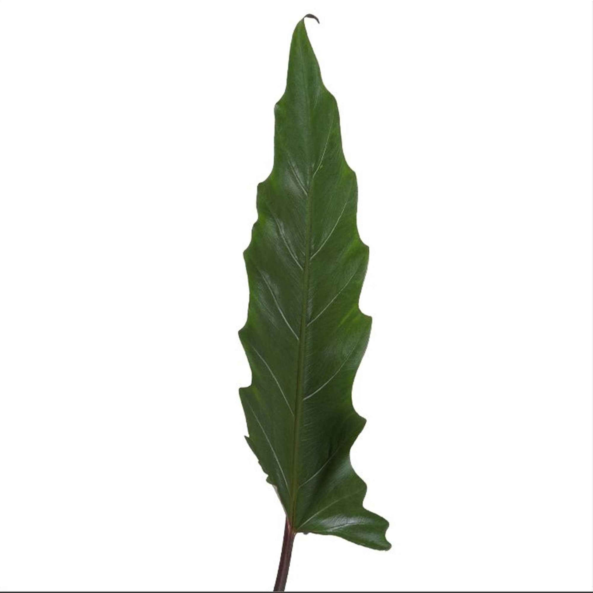Olifantsoor Alocasia lauterbachiana XL - Huiskamerplanten