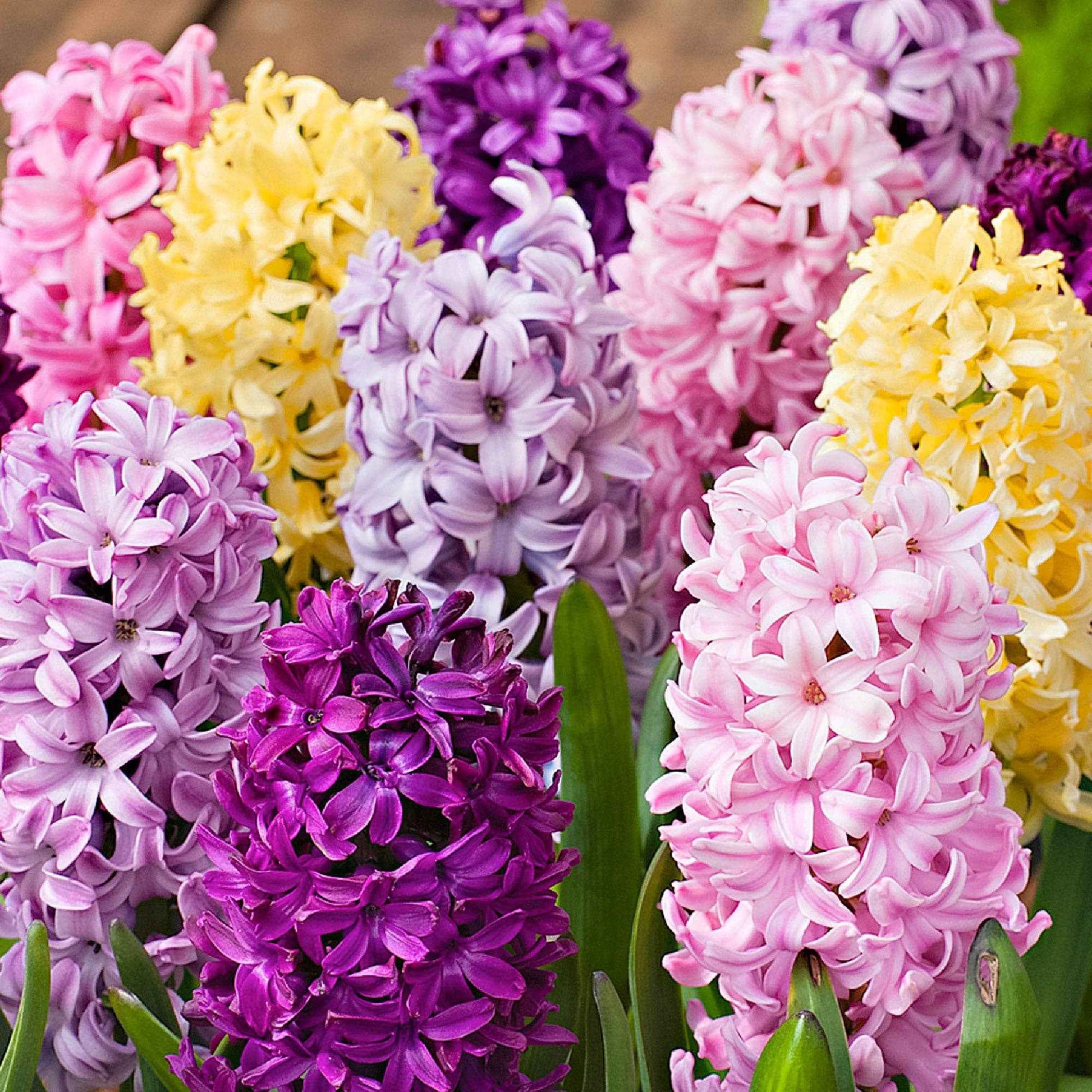 15 Hyacint 'Dutch Spring' Gemengde kleuren - Alle bloembollen