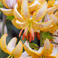 3x Lelies Lilium margaton wit-geel - Alle bloembollen