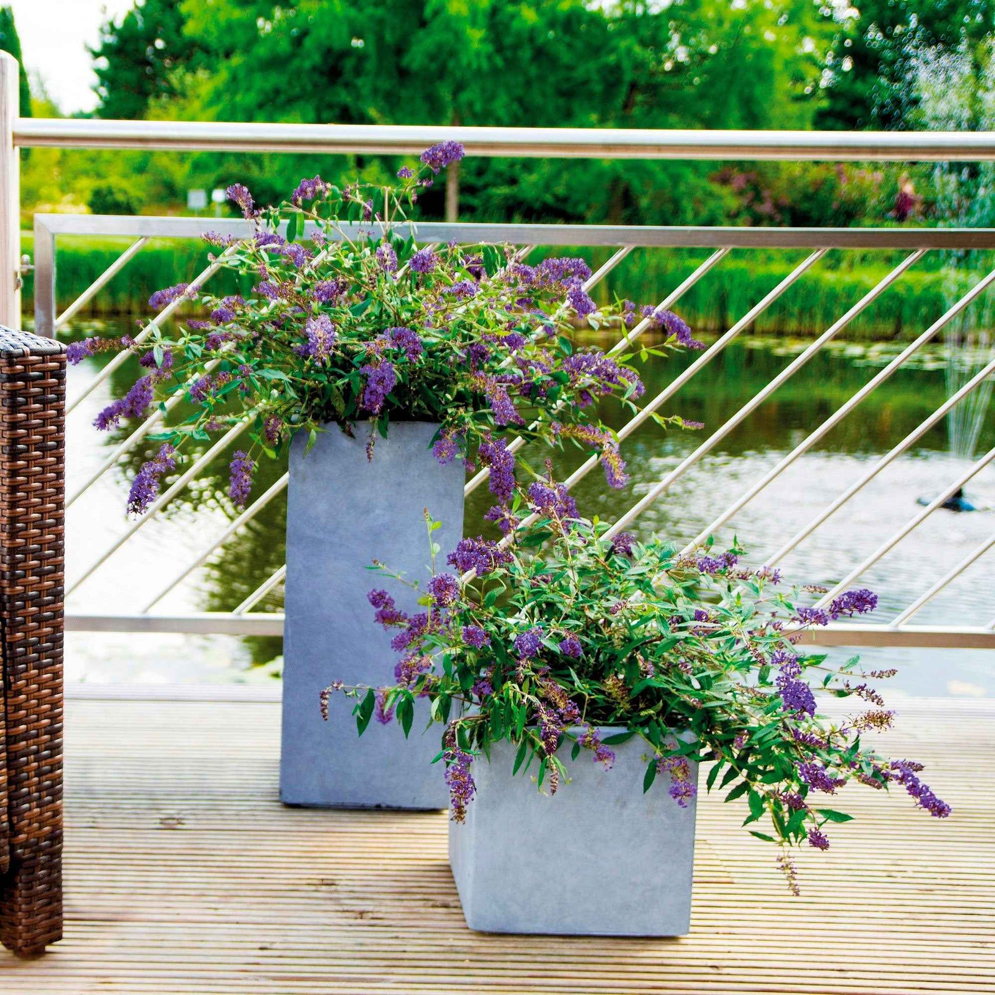 Vlinderstruik 'Lilac Turtle' - Alle bloeiende tuinplanten
