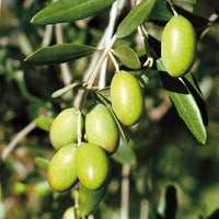 Olijfboom Olea europeana  op stam 70-75 cm - Buitenplant in pot cadeau
