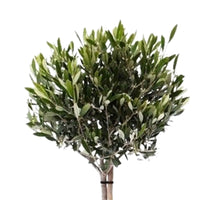 Olijfboom Olea europeana 85-95 cm - Alle bomen en hagen