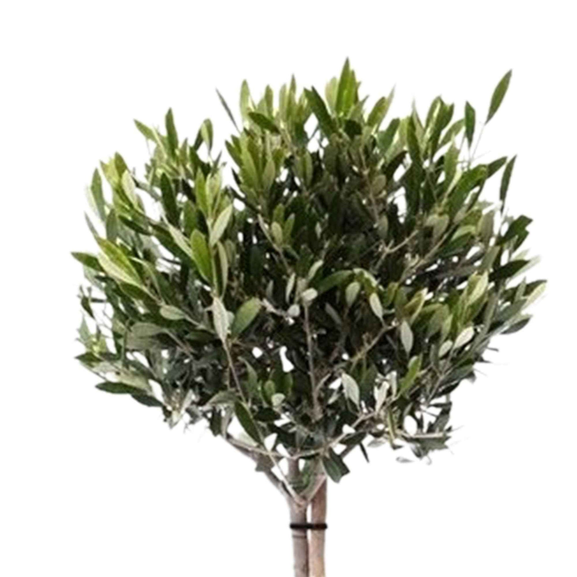 Olijfboom Olea europeana 85-95 cm - Bomen en hagen