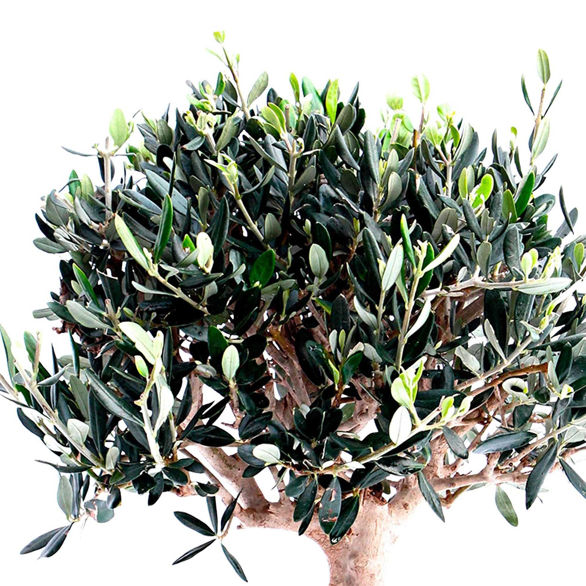 Bonsai Olijfboom Olea europeana 50-55 cm - Alle bomen en hagen