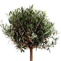 Olijfboom Olea europeana  op stam 150-155 cm - Buitenplant in pot cadeau