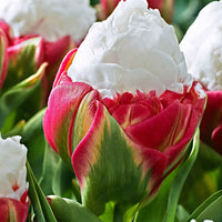 7x Dubbelbloemige tulpen Tulipa 'Ice Cream' wit-roze - Bloembollen