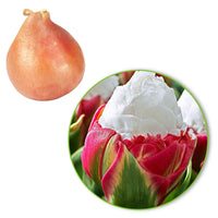 7x Dubbelbloemige tulpen Tulipa 'Ice Cream' wit-roze - Alle populaire bloembollen