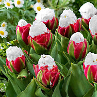 7x Dubbelbloemige tulpen Tulipa 'Ice Cream' wit-roze - Populaire bloembollen