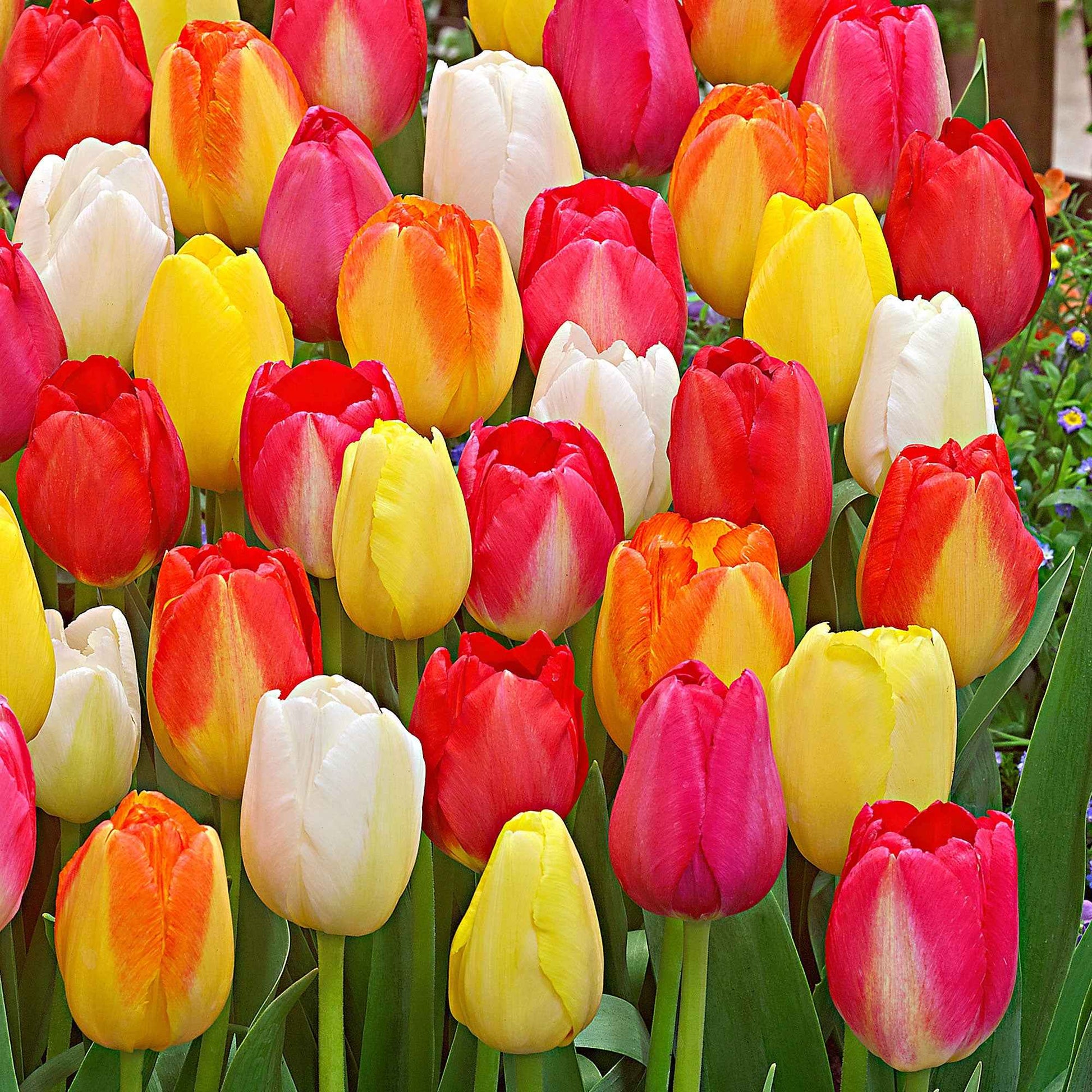15x Tulpen Tulipa - Mix 'Festival' - Alle bloembollen