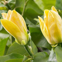 Magnolia 'Yellow Bird' geel - Winterhard - Sierheesters
