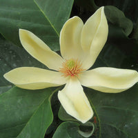 Magnolia 'Yellow Bird' geel - Winterhard - Plant eigenschap