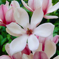 Magnolia 'Red Lucky' rood-roze - Winterhard - Sierheesters