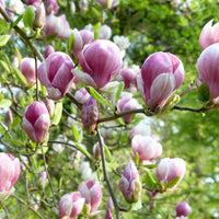 Magnolia 'Red Lucky' rood-roze - Winterhard - Plant eigenschap