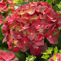 Boerenhortensia Hydrangea 'Ruby Tuesday' Rood - Winterhard - Bloeiende tuinplanten