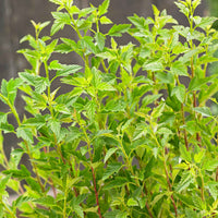 Blaasspirea 'Little Greeny' wit - Winterhard - Plant eigenschap