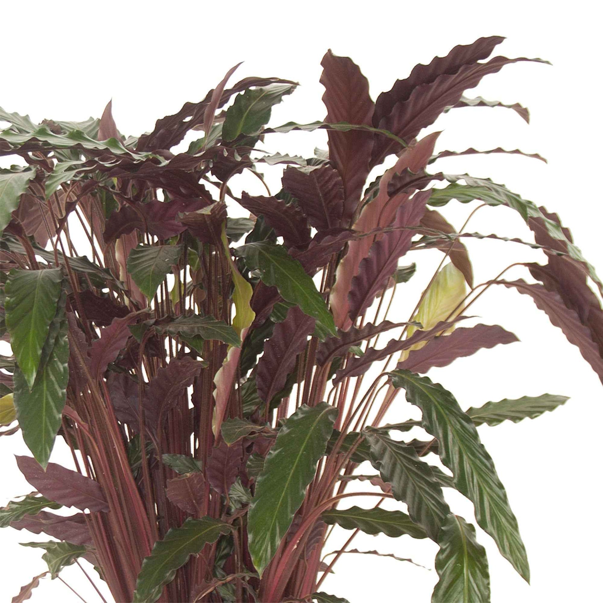 Bidplant Calathea 'Wavestar' XL - Groene kamerplanten