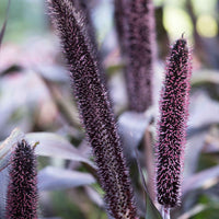 Lampenpoetsersgras 'Purple Baron' - Winterhard - Alle vaste tuinplanten
