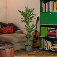 Drakenbloedboom Dracaena 'Cintho' - Groene kamerplanten