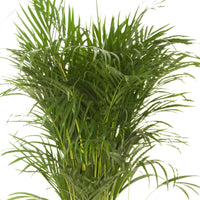 Areca palm Dypsis lutescens XL - Groene kamerplanten