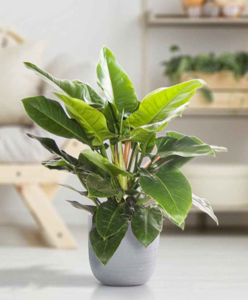 Philodendron 'Imperial Green' - Alle makkelijke kamerplanten