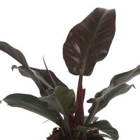 Philodendron 'Imperial Red' - Huiskamerplanten