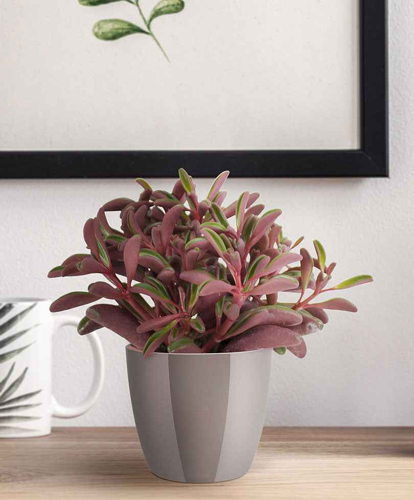 Peperplantje Peperomia graveolens - Alle makkelijke kamerplanten