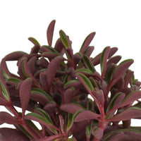 Peperplantje Peperomia graveolens - Huiskamerplanten