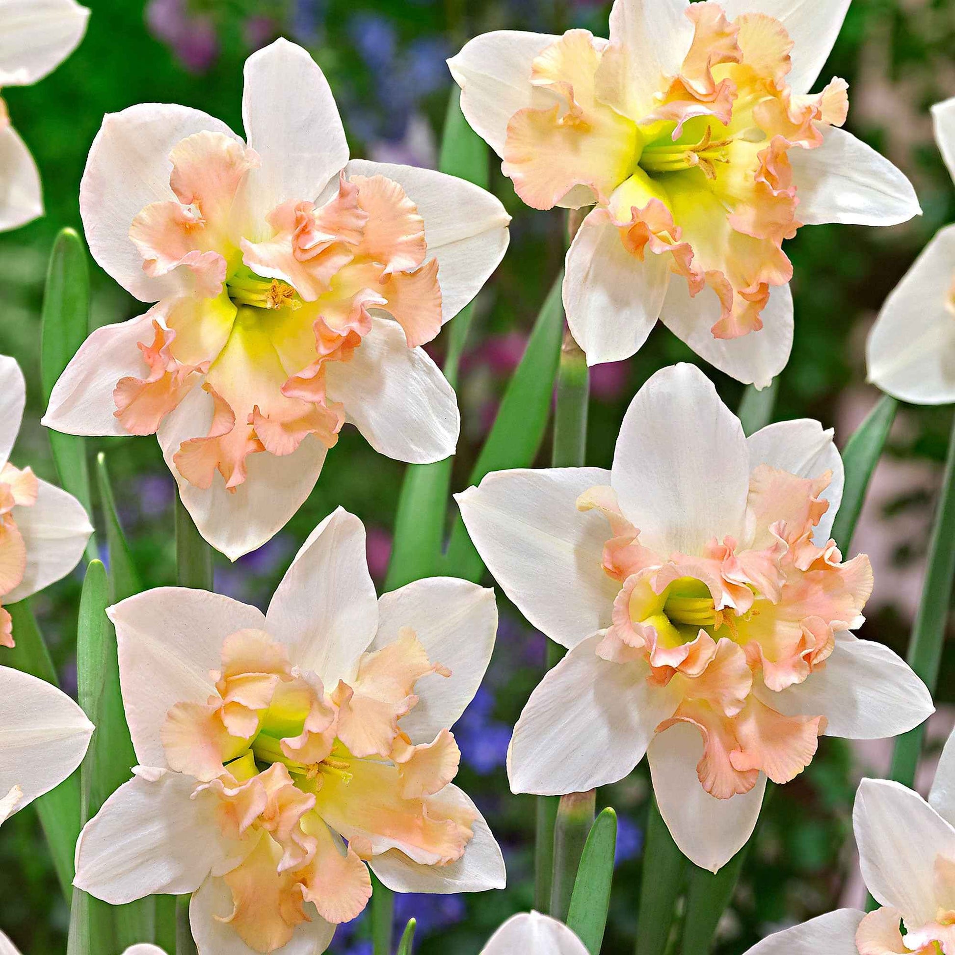 15x Narcissen Narcissus 'Palmares' wit-roze - Alle bloembollen