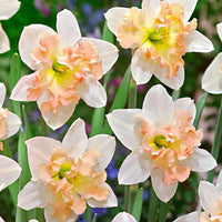 15x Narcissen Narcissus 'Palmares' wit-roze - Alle populaire bloembollen