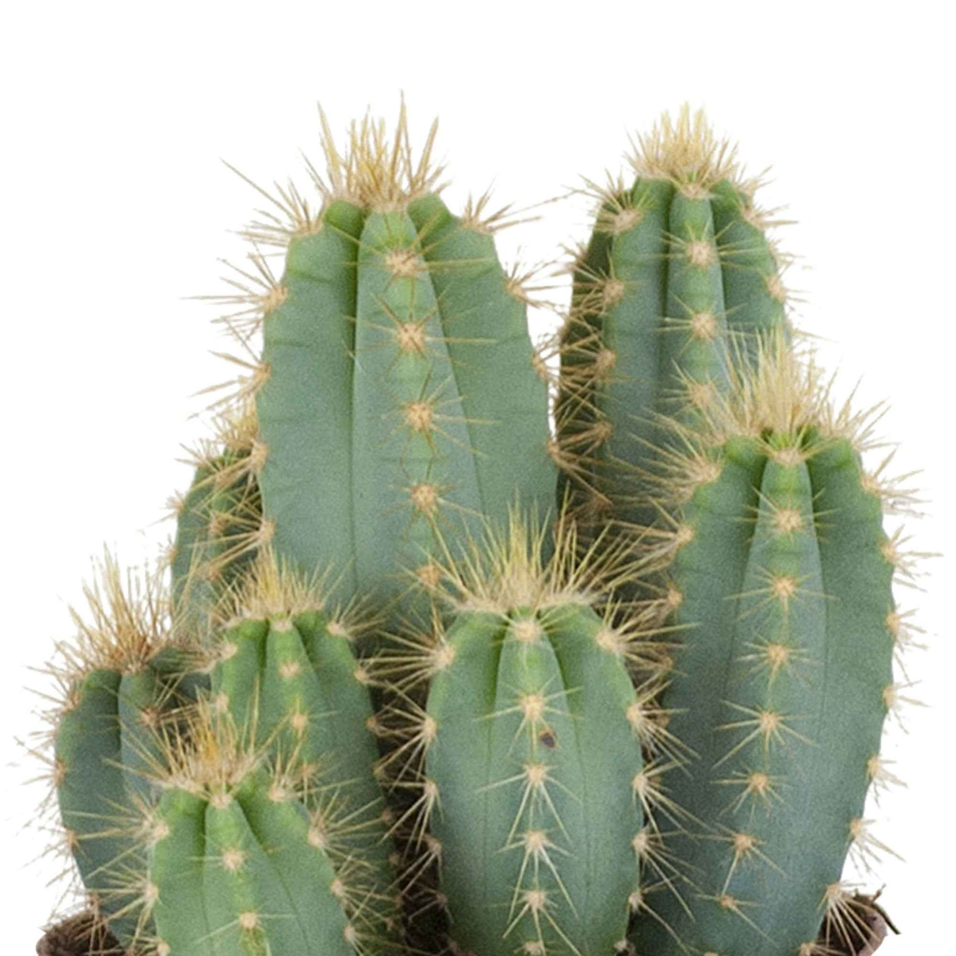 Zuilcactus Pilocereus azureus - Groene kamerplanten