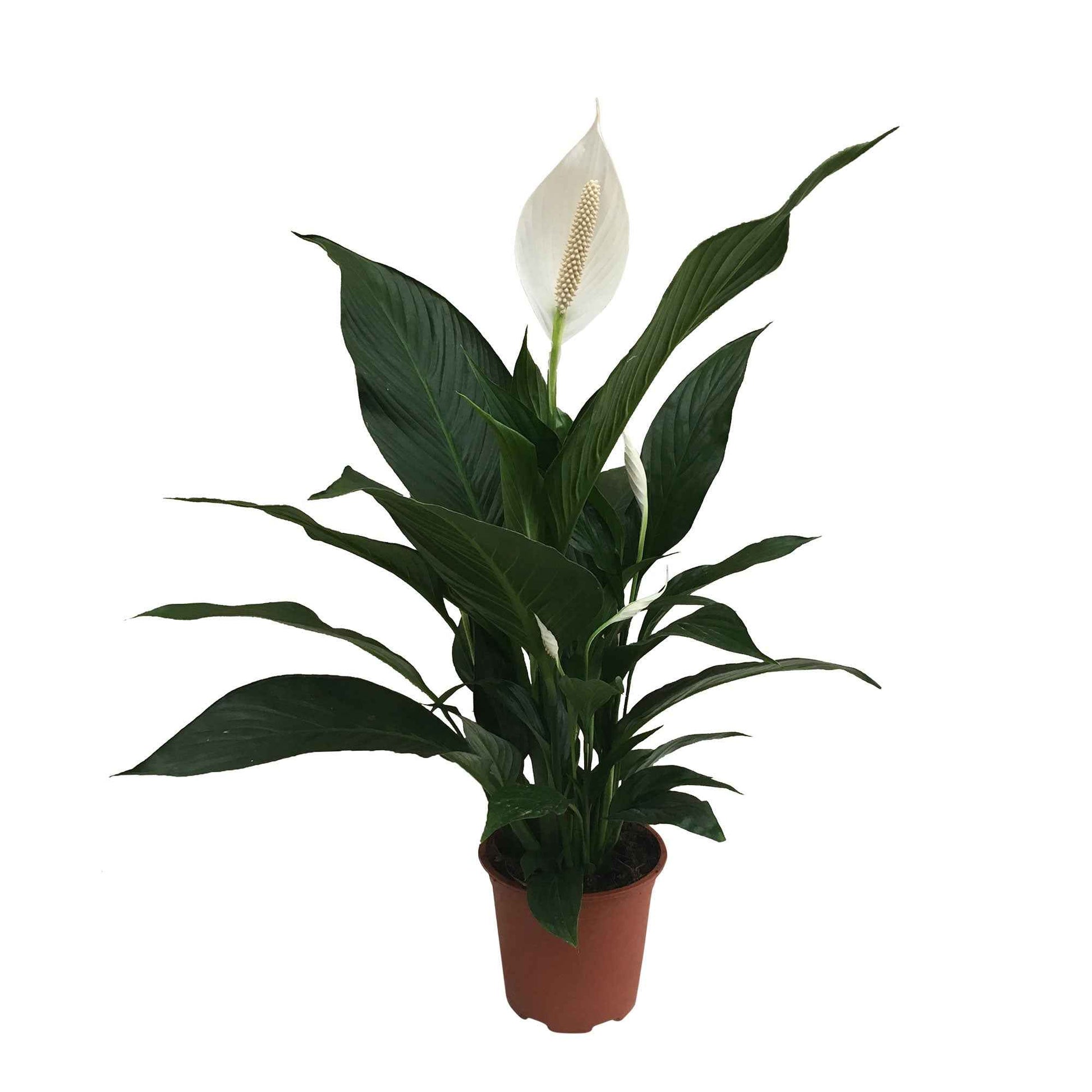 Lepelplant Spathiphyllum 'Bingo Cupido' Wit incl. sierpot - Alle makkelijke kamerplanten
